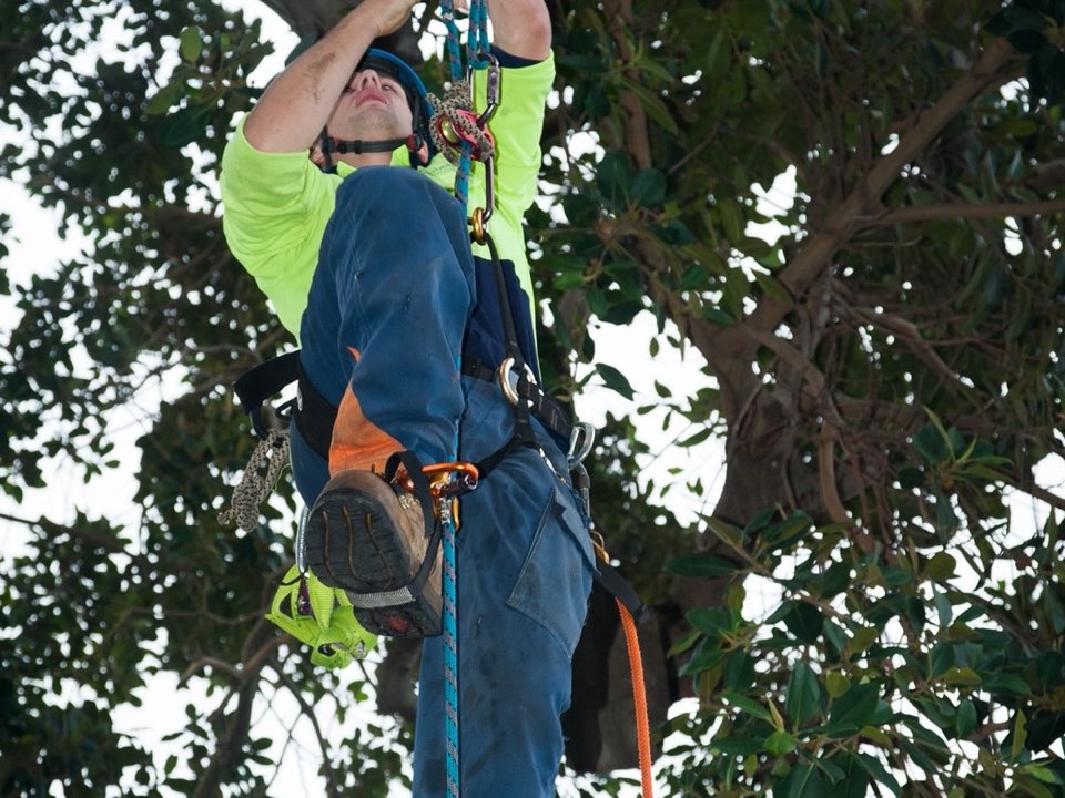 Qualified arborist working in a mature tree during an Enviro Trees UK survey in Renfrewshire