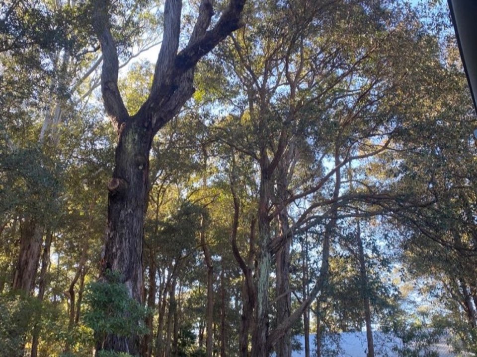 Mature trees in Renfrewshire parkland with a property visible in the background